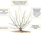 Illustration montrant comment tailler un rosier : aérer le cœur, couper le bois mort, supprimer les branches qui se touchent et tailler à 3-5 bourgeons vers l'extérieur.
