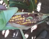 A hand peels back the husk of a corn cob, revealing damage from a corn bug. The light green caterpillar is visible amidst the kernels and chewed-up cob.