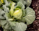 Ein grüner Kohlkopf mit zerknitterten Blättern, bereit für die wirsing erntezeit.