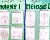 Diagrama de la meiosis I y II. La telofase I muestra dos células hijas con cromosomas duplicados.