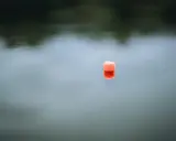 Pomarańczowy wagglery unosi się na spokojnej wodzie, odbijając się w lustrze.