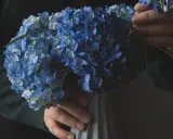 Un bouquet d'hortensias bleus, prêts à être mis en terre pour un jardin éclatant.