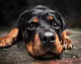 Czujny pies stróżujący rasy Rottweiler leży na kamiennej posadzce, gotów do obrony.