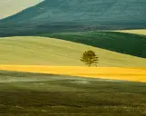 Un singolo albero solitario su un campo giallo, un paesaggio ondulato che ricorda lo stile di Franco Fontana.
