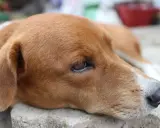 Un chien au pelage brun clair, le regard triste, peut-être affecté par la maladie de Lyme.