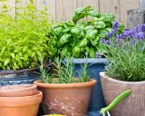 Maceta con menta, albahaca, romero y lavanda, plantas para ahuyentar mosquitos.
