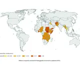 Världskarta som visar kolerafall per 100 000 personer. Mörka områden i Afrika och Asien indikerar högre smittspridning, vilket ger en bild av hur smittar kolera.