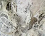 Gros plan sur un pelage blanc infesté de puces noires. La question "en combien de temps les puces meurent" est une préoccupation majeure pour les propriétaires d'animaux.