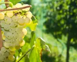 Reife, helle Prosecco Trauben hängen an einem Rebstock. Das sonnige Licht lässt die Beeren fast golden schimmern.
