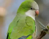 Parrocchetto monaco dai vivaci colori verdi e grigi, con un becco arancione, appollaiato su un ramo.