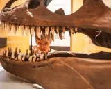 Niño asomándose por la boca de un esqueleto de dinosaurio, una idea genial para saber qué ver en Logroño con niños y vivir una aventura jurásica.