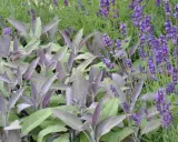 Vacker samplantering lavendel i kruka med purpurfärgade blad och lila blommor.