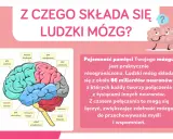 Ciekawostki o mózgu dla dzieci: schemat ludzkiego mózgu z podziałem na płaty i informacja o jego nieograniczonej pojemności pamięci.