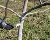 Application de chaux vive au pinceau sur le tronc d'un jeune arbre pour le protéger.