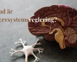 Modell av hjärna och neuron. Texten "Vad är nervsystemsreglering?" ställs.