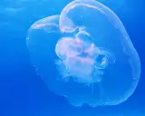 Una medusa trasparente fluttua nel blu profondo, mostrando le sue delicate forme. Diverse quallen arten, come questa, popolano gli oceani.