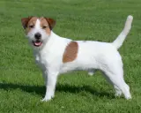 Wesoły jack russell terrier stoi na zielonej trawie, merdając ogonem.