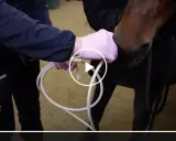 Tierarzt gibt einem Pferd Medikamente. Das pferd atmet schwer ohne husten.