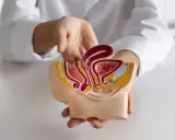Model anatomiczny przedstawia narządy miednicy mniejszej, gdzie widoczny jest polip cewki moczowej.