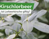 Kirschlorbeer: Ist Lorbeerkirsche giftig? Grüne Blätter einer Pflanze, die Fragen zur Giftigkeit aufwirft.