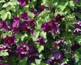 Üppige, dunkelviolette Clematisblüten mit grünen Blättern. Die richtige Clematis Pflege sorgt für diese Blütenpracht.