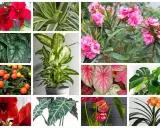 Kolaż roślin: gwiazda betlejemska, dracena, oleander, scindapsus, difenbachia, kaladium, monstera, amarylis, alokazja, anturium, klivia. Niektóre z nich to najbardziej trujące rośliny.