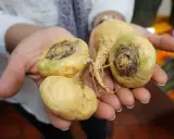 Mains tenant des racines de maca jaunâtres, certaines montrant des signes de pourriture. Le danger de la maca réside dans sa conservation.