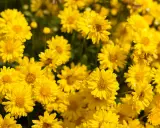 Un champ de chrysanthèmes jaunes éclatants, évoquant la vitalité et le bien-être, peut-être liés à des recherches sur le chrysanthellum et la perte de poids.