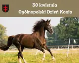 Dzień Konia: Kiedy i jak świętować? Poznaj historię 30 kwietnia!