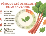 Pied de rhubarbe : récolte optimale en Mai-Juin. Tiges tendres et savoureuses, 2 à 3 récoltes possibles du printemps à l'automne.