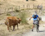Ciclista in fuoristrada incontra mucche sull'Alta Via dei Monti Liguri MTB.