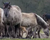 Eine Gruppe von Wildpferden steht auf einer grünen Wiese.
