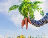 Un fermier tient un bouquet de carottes fraîchement récoltées, un signe que le moment idéal pour semer les carottes est passé.