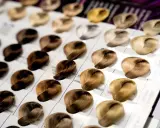 Próbki włosów prezentują szeroką gamę odcieni, od ciemnego brązu po jasny blond. Różnorodne poziomy kolorów włosów tworzą paletę możliwości.