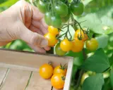 Main d'une personne récoltant des tomates cerises jaunes mûres, prêtes à être plantées ou consommées.