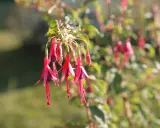 Grappe de fleurs de fuchsia en pot, aux pétales rouges vifs et pourpres, se balançant doucement.