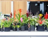 Rząd doniczek z najpiękniejszymi kwiatami egzotycznymi: bromeliami w odcieniach czerwieni, różu, pomarańczy i żółci.