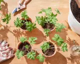 Gardening supplies and small potted geraniums ready for planting. This setup shows how to propagate geraniums with pruning shears, gloves, and a watering can.