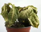 Planta marchita en maceta, con hojas secas y caídas. ¿Cómo revivir una planta en este estado?