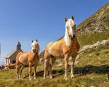 Zwei Haflinger-Pferde mit hellem Fell und Mähnen stehen auf einer Bergwiese vor einer kleinen Kapelle. Ihr freundlicher Haflinger Charakter strahlt Ruhe aus.