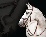 Ein weißes Pferd trägt eine Micklem Trense. Die Vorteile und Nachteile dieser Trense sind ein wichtiges Thema für Reiter.