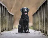 Czarny labrador siedzi na drewnianym moście. Zastanawiasz się, ile żyją labradory? Ten przyjaciel wygląda na zdrowego i szczęśliwego.