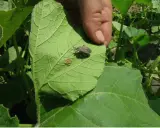 A hand points to a squash bug and its cluster of eggs on a large green leaf, showing how to kill squash bug eggs by removing them.