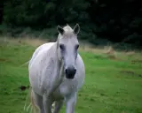 Ein weißer Lipizzaner steht auf einer grünen Wiese. Er blickt direkt in die Kamera.