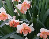 Close-up of white daffodils with ruffled peach coronas, surrounded by lush green foliage. The gardener is deadheading them to encourage new blooms.