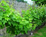 Vigne grimpante luxuriante s'étendant le long d'une clôture en bambou. Le feuillage vert vif suit un schema taille vigne grimpante, créant une barrière naturelle.