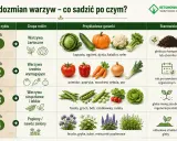 Tabela płodozmianu warzyw: rok 1 - warzywa żarłoczne (kapusta, dynia), rok 2 - średnio wymagające (pomidor, marchew), rok 3 - strączkowe (fasola, groch), rok 4 - poplony.