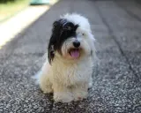 Uroczy coton de tulear z czarną łatką na oku siedzi na kamienistej ścieżce, dysząc z językiem na wierzchu.