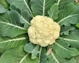 Gros plan d'un chou-fleur prêt à être récolté, entouré de ses grandes feuilles vertes. Un beau spécimen de planter choux fleur.