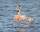 Flamencos en España, dos de ellos con cuellos entrelazados en un tierno gesto, se mueven en aguas tranquilas.